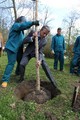 Tree planting